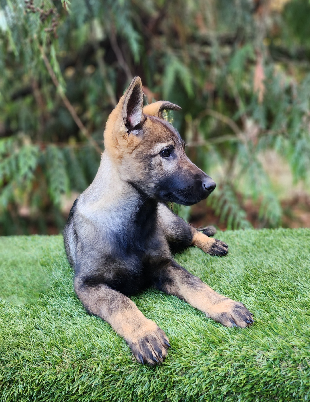 BRUNHILDA_Mesa de trabajo 1