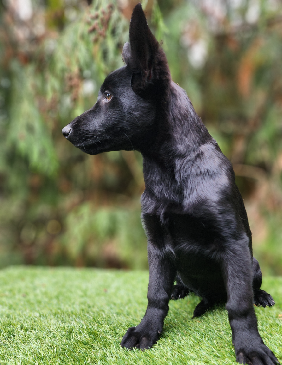 LOLA_Mesa de trabajo 1