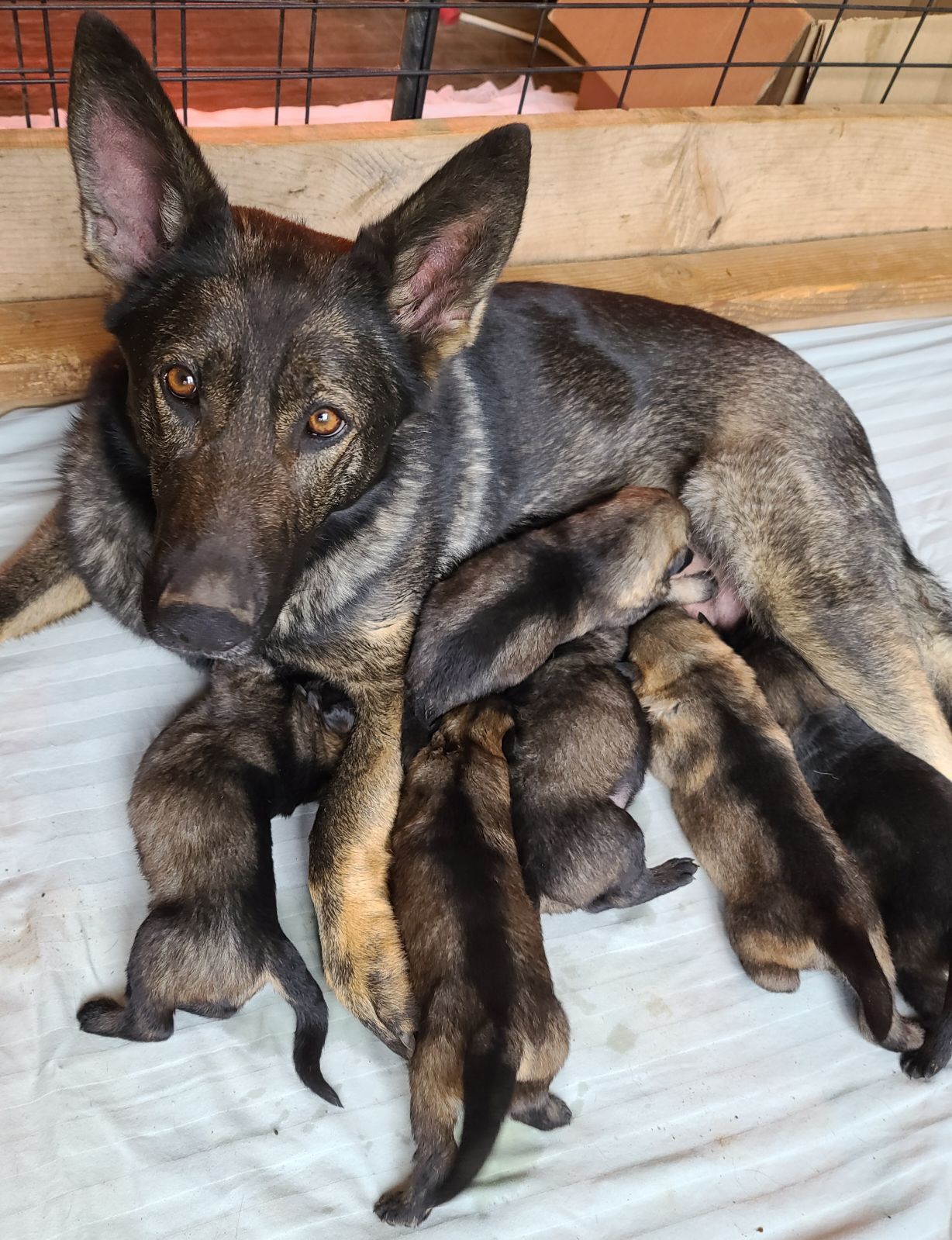New arrivals - Zimmerhoff German Shepherds