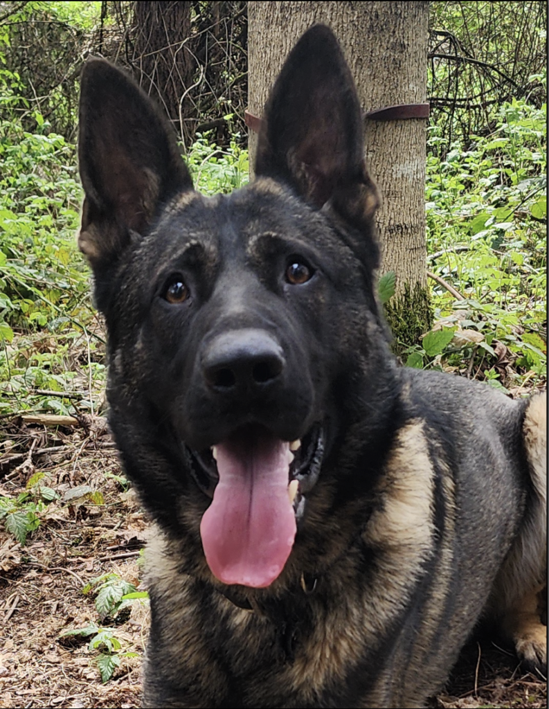 Home - Zimmerhoff German Shepherds